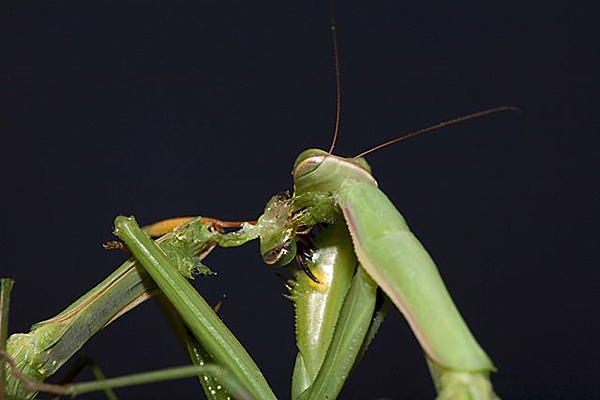 (图片来源:capturedphotons.com 摄影:Oliver Koemmerling) tanglang